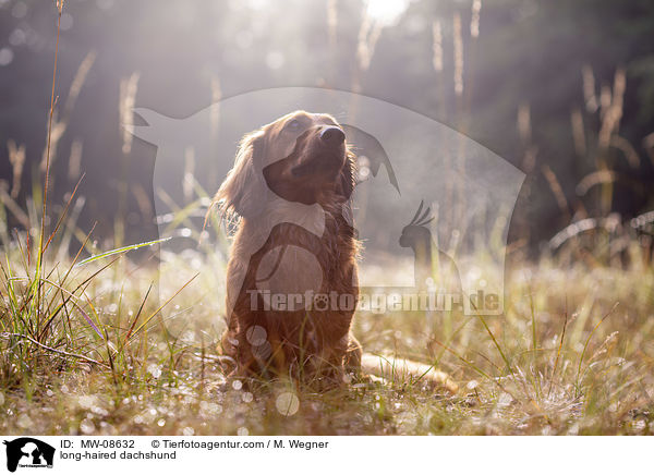long-haired dachshund / MW-08632