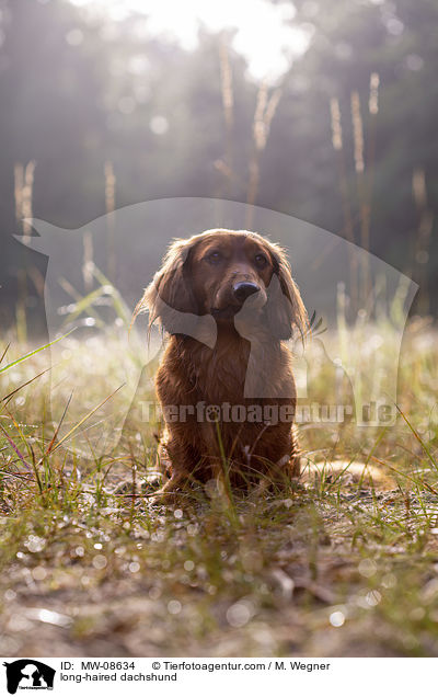 long-haired dachshund / MW-08634