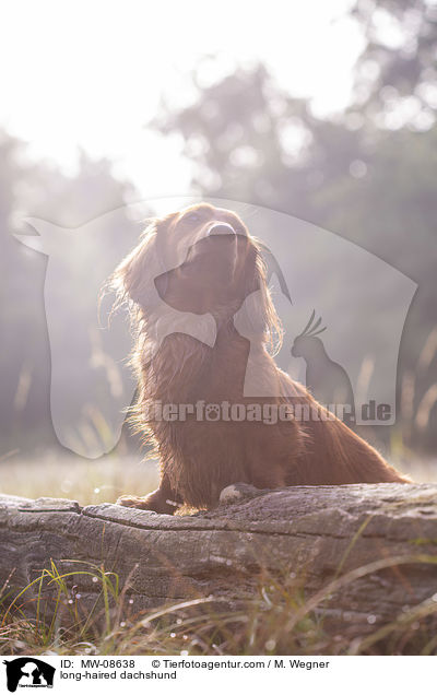 long-haired dachshund / MW-08638