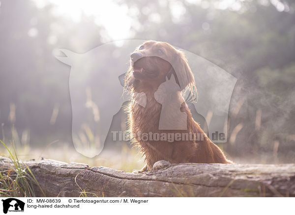 long-haired dachshund / MW-08639