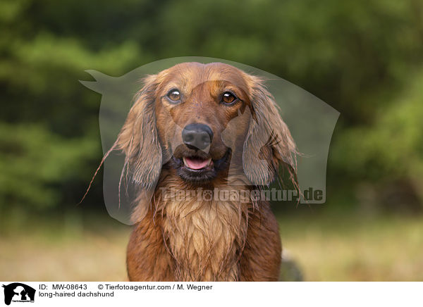 long-haired dachshund / MW-08643