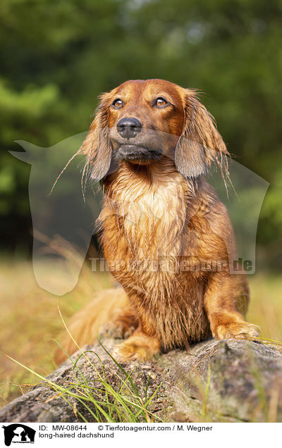 long-haired dachshund / MW-08644
