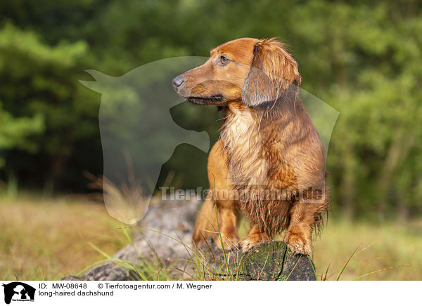 long-haired dachshund / MW-08648