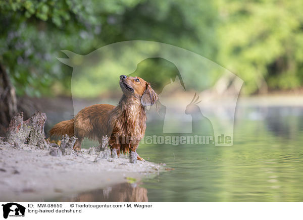 long-haired dachshund / MW-08650