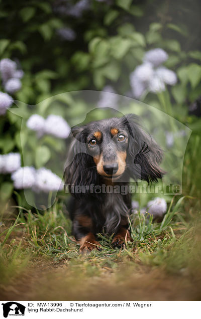 liegender Kaninchendackel / lying Rabbit-Dachshund / MW-13996