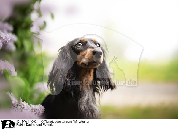 Kaninchendackel Portrait / Rabbit-Dachshund Portrait / MW-14003