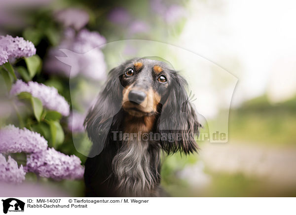 Kaninchendackel Portrait / Rabbit-Dachshund Portrait / MW-14007