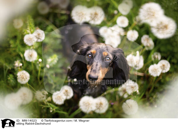 sitting Rabbit-Dachshund / MW-14023