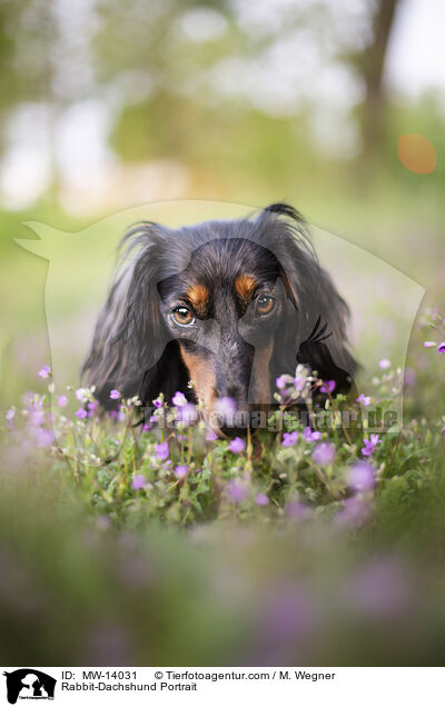 Kaninchendackel Portrait / Rabbit-Dachshund Portrait / MW-14031