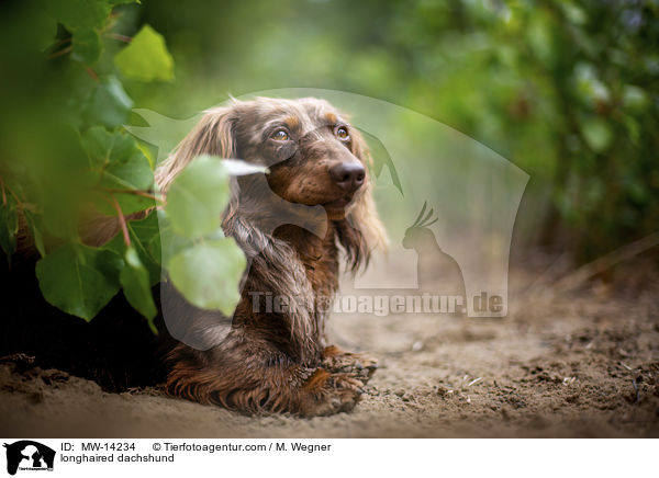 longhaired dachshund / MW-14234
