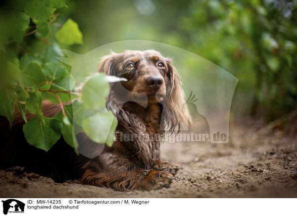 longhaired dachshund / MW-14235