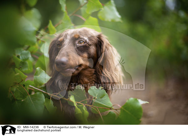 longhaired dachshund portrait / MW-14236