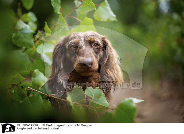 longhaired dachshund portrait / MW-14238