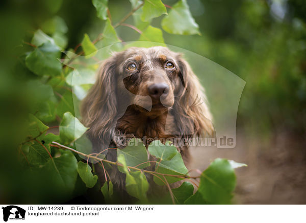 longhaired dachshund portrait / MW-14239