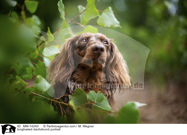 longhaired dachshund portrait / MW-14240