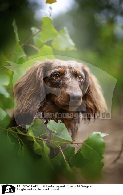 longhaired dachshund portrait / MW-14243