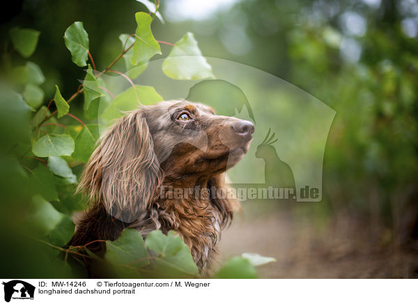 longhaired dachshund portrait / MW-14246