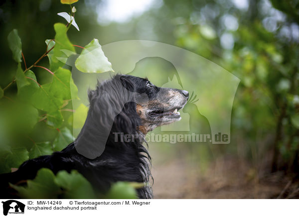 longhaired dachshund portrait / MW-14249