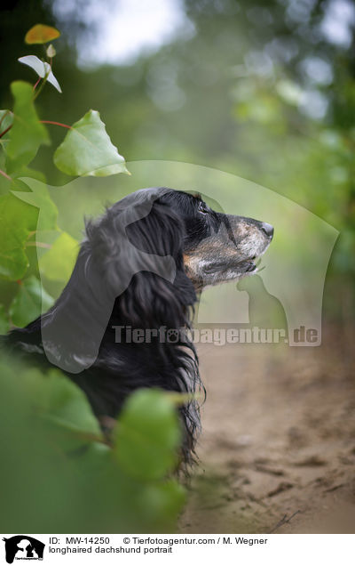 longhaired dachshund portrait / MW-14250