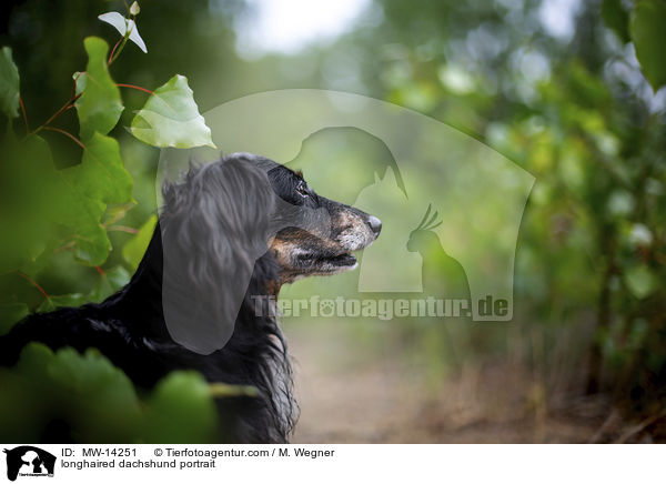 longhaired dachshund portrait / MW-14251