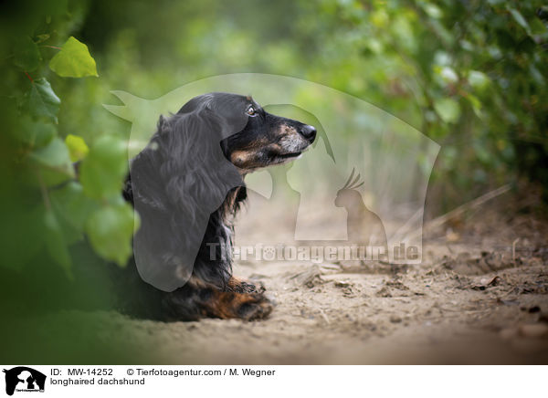 longhaired dachshund / MW-14252