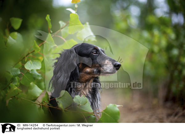 longhaired dachshund portrait / MW-14254