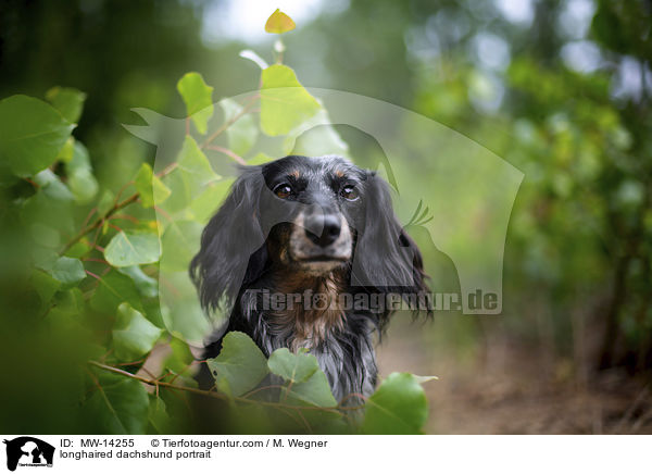 longhaired dachshund portrait / MW-14255