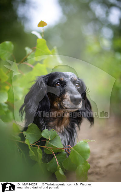 longhaired dachshund portrait / MW-14257