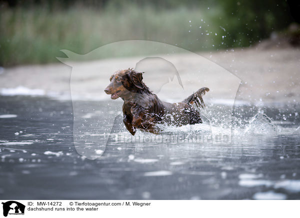 dachshund runs into the water / MW-14272