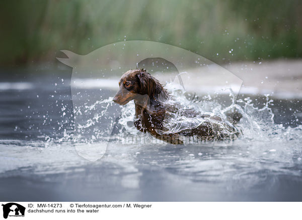 dachshund runs into the water / MW-14273
