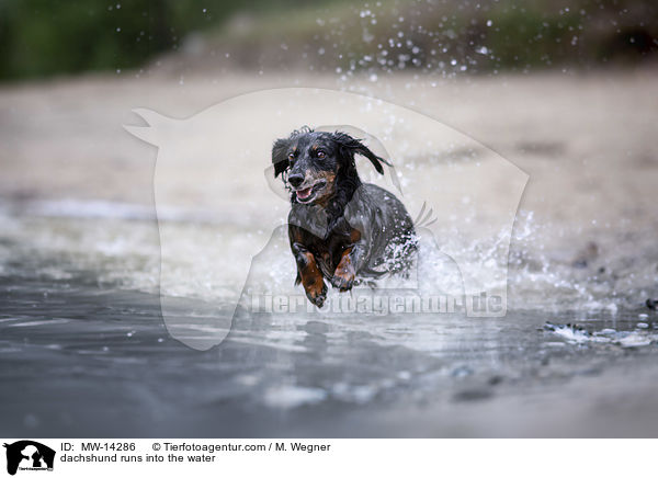 dachshund runs into the water / MW-14286