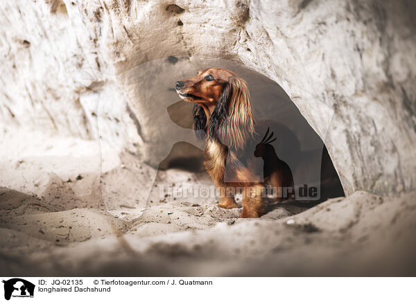 Langhaardackel / longhaired Dachshund / JQ-02135