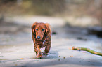 walking longhaired dachshund