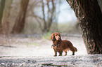 longhaired dachshund
