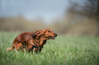 running longhaired dachshund