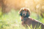 sitzender longhaired dachshund