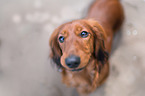 longhaired dachshund Portrait