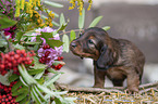 long-haired Dachshund Puppy