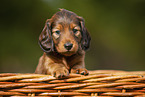 long-haired dachshund puppy