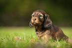 long-haired dachshund puppy