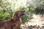 long-haired dachshund