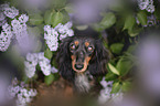 Rabbit-Dachshund Portrait