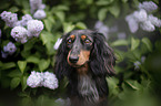 Rabbit-Dachshund Portrait