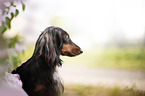Rabbit-Dachshund Portrait