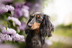 Rabbit-Dachshund Portrait