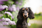 Rabbit-Dachshund Portrait