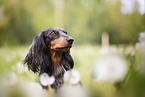 Rabbit-Dachshund Portrait