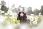 Rabbit-Dachshund Portrait