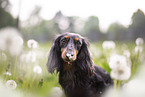 Rabbit-Dachshund Portrait