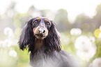 Rabbit-Dachshund Portrait